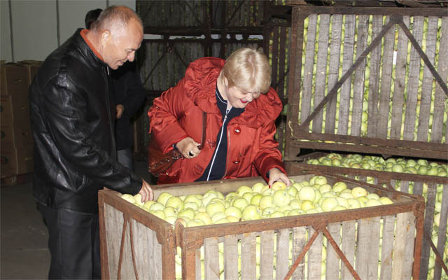 Урожай яблок ОАО "Сургутское"
